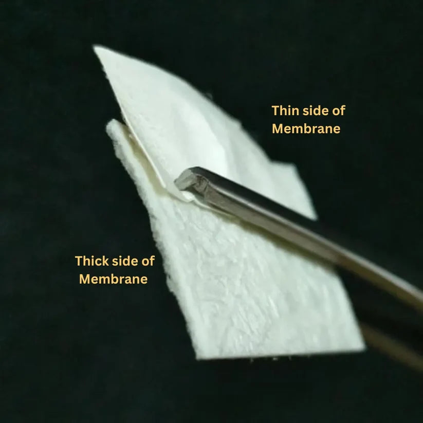 Resorbable Collagen Membrane | Fix Gide GTR | Synerheal — Buy Online | IMPLANTSKART